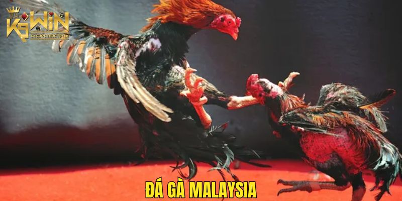 Hình thức đá gà Malaysia sở hữu tính hấp dẫn cao