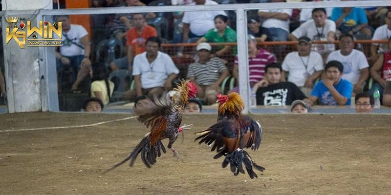 Quy tắc cơ bản