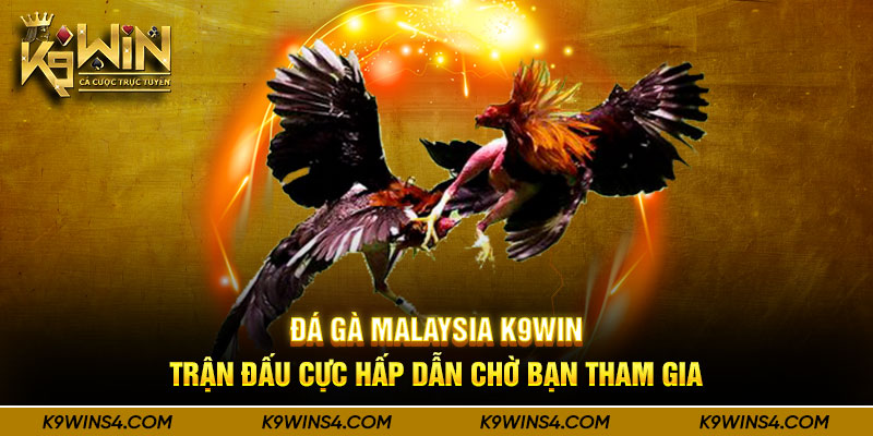 Đá Gà Malaysia K9win-Trận Đấu Cực Hấp Dẫn Chờ Bạn Tham Gia