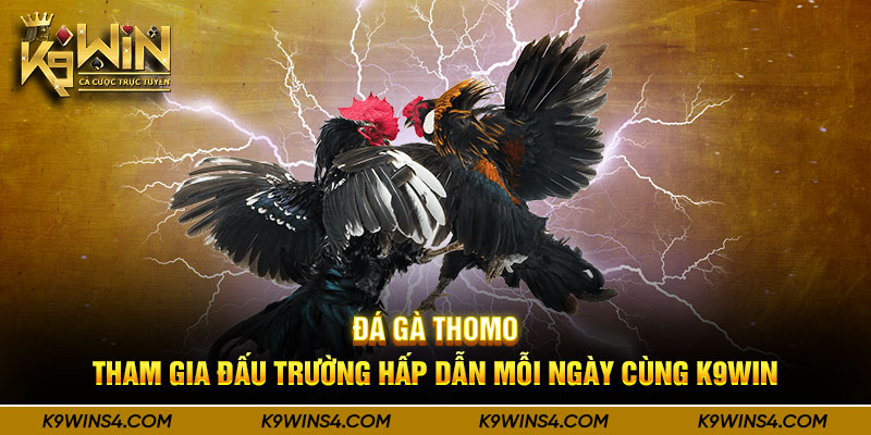 Đá Gà Thomo - Tham Gia Đấu Trường Hấp Dẫn Mỗi Ngày Cùng K9win